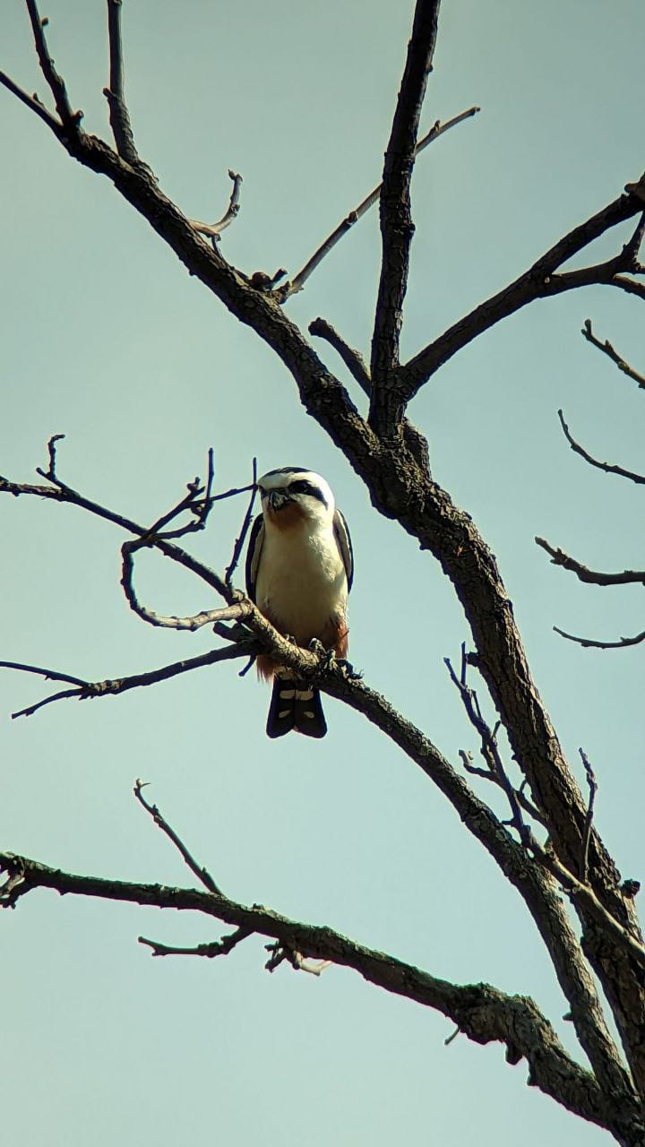 Collared Falconet In Kriel lodge