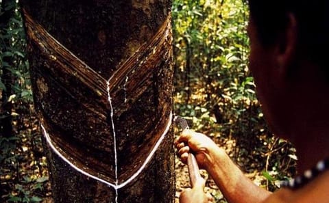 Rubber Museum Tour in Manaus: Explore Amazon's History