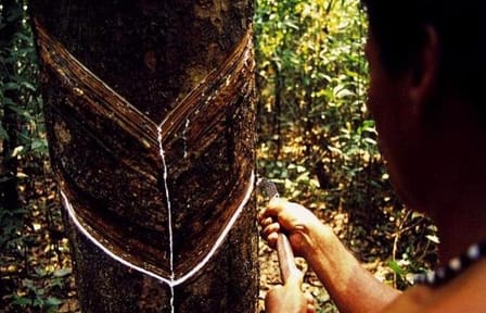 Rubber Museum Tour in Manaus: Explore Amazon's History