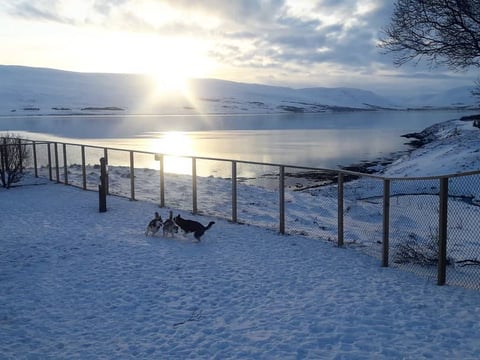 Husky Petting in Akureyri , photo 2
