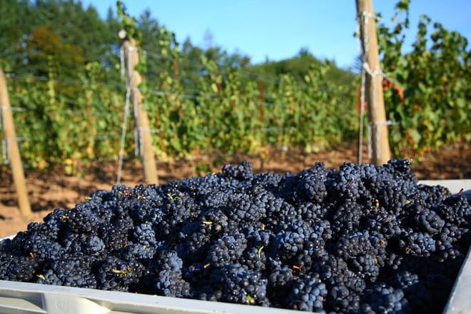 Wine History Tours in Willamette Valley Oregon - Photo 1