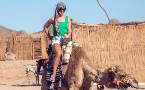 Desert Stargazing and Camel Ride in Marsa Alam, Egypt