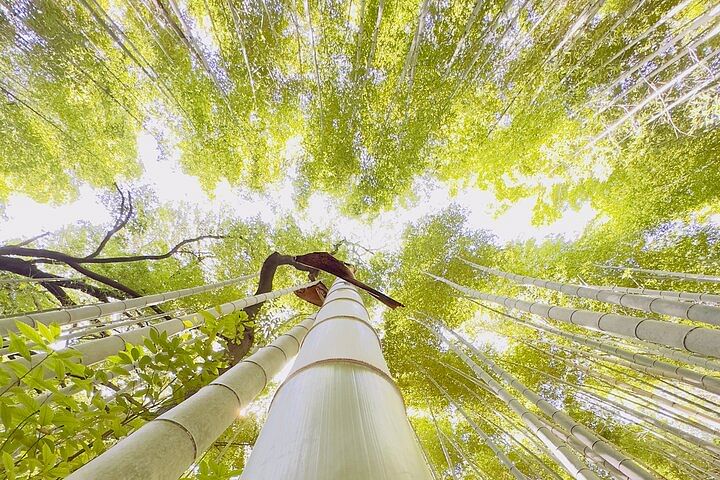 Arashiyama Walking Tour - Bamboo Forest, Monkey Park & Secrets