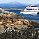 Sea Lions Island