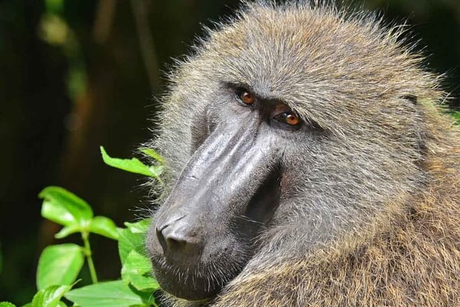 12 Days Gorillas, Chimps Trekking and Wildlife Budget Tour photo 4