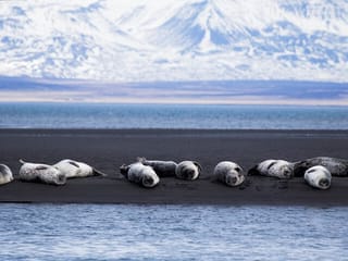 More seals at &Yacute;tri Tunga