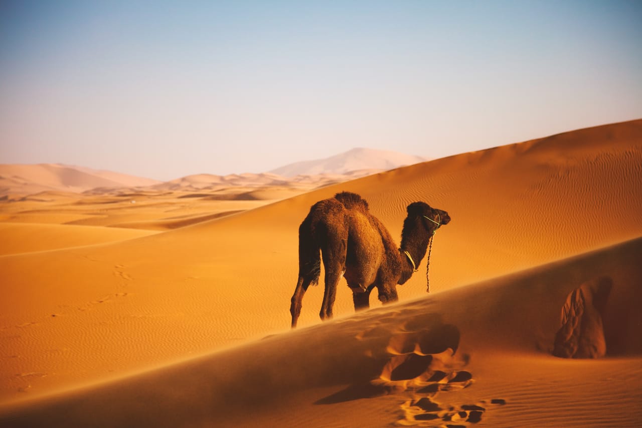 Complete Desert Adventure 5