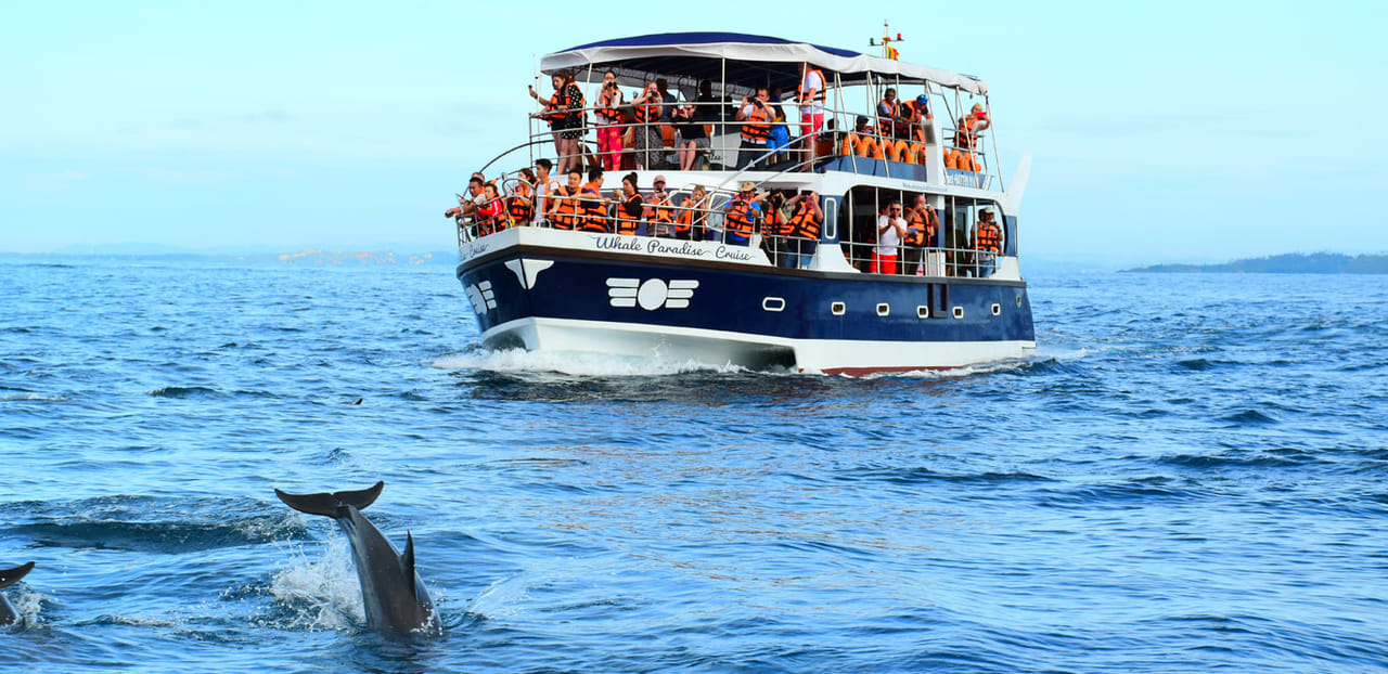 Mirissa Whale Watching Tour 6