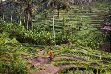 Ubud Highlights Tour: Waterfalls, Temples, and Rice Terraces