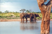 Elephants at Hwange Safari Lodge Water Hole