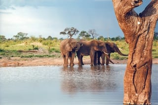 Full-Day Trip to Hwange National Park with Hotel Pickup