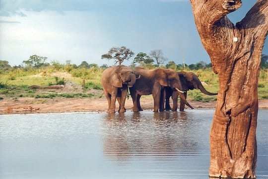 Full-Day Trip to Hwange National Park with Hotel Pickup
