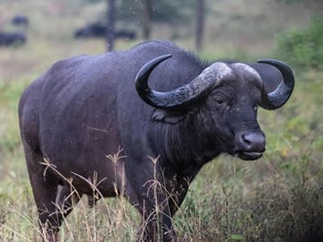 Nairobi Airport Layover Tour with National Park & Giraffe Centre