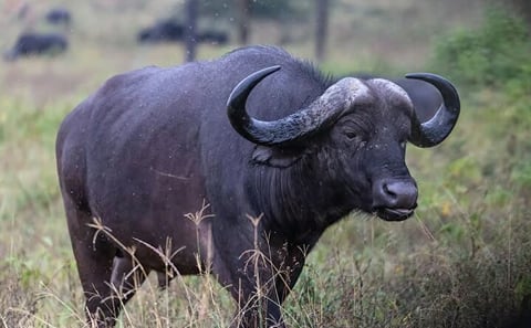 Nairobi Airport Layover Tour with National Park & Giraffe Centre