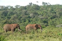 Elephant in Aberdare