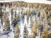 Peaceful Taiga forest in Rovaniemi