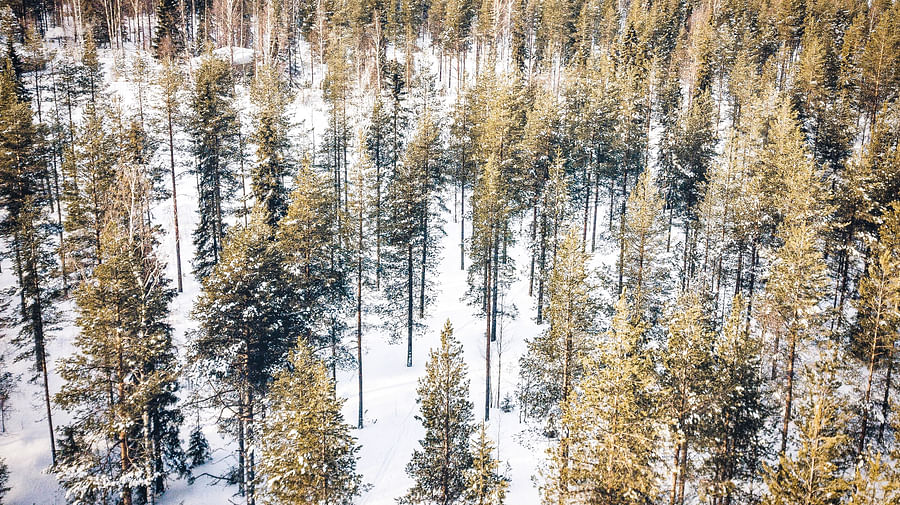 Peaceful Taiga forest in Rovaniemi