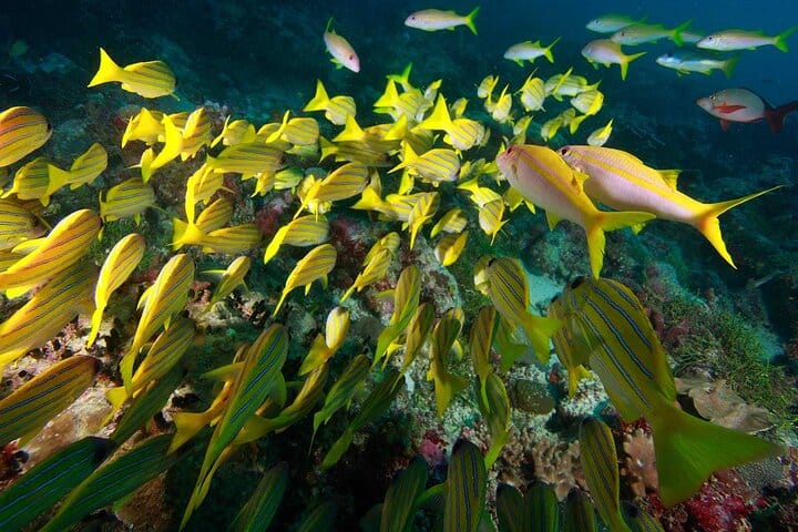 sharm el sheikh safari trip