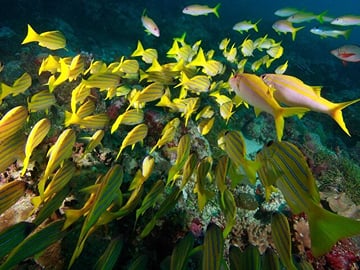 sharm el sheikh safari trip
