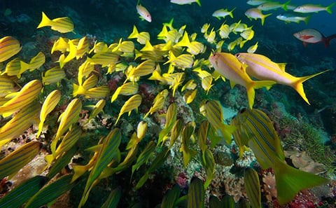Ras Mohamed and White Island Snorkeling and Diving Tour