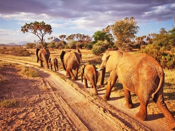 2 Days, 1 Night Tsavo East Safari - Expedition Happy Hour - Tsavo East - Diani - Viator - Tripadvisor - Best thing to do in