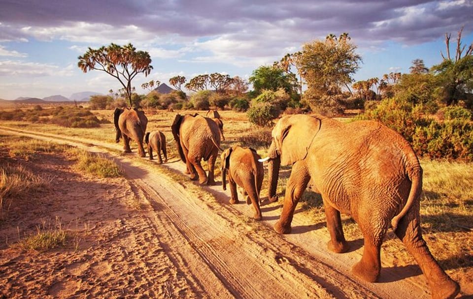 2 Days, 1 Night – Tsavo East National Park Safari