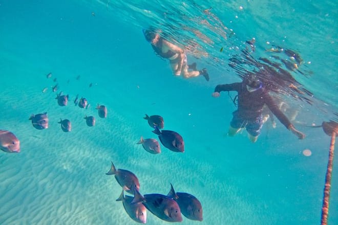 Santuario de tortugas Akumal Snorkel Experiencia marina