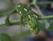 Mistra Valley & Selmun Nature Walking Tour (Private Tour) 9