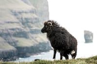 Faroe Islands: Private Highlights Tour 2