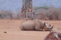 3-Day Tsavo West Train Tour from Mombasa 9