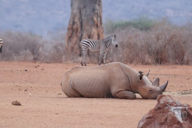 3-Day Tsavo West Train Tour from Mombasa 9