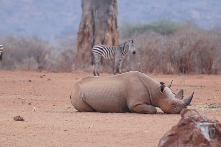 3-Day Tsavo West Train Tour from Mombasa 9