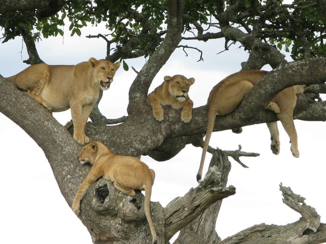 12Days Best of Kenya and Tanzania Wildlife Safari 9