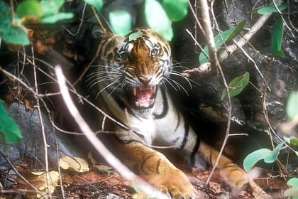 Kolkata, Sundarbans Mangrove Forest & Eastern Himalaya