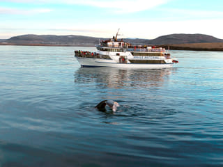 Whale Watching & Whales of Iceland Museum, photo 10