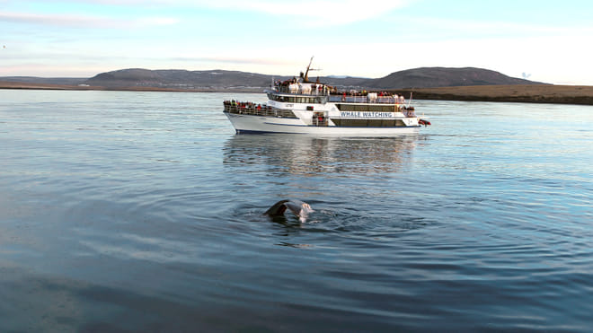Whale Watching & Whales of Iceland Exhibition 10