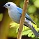 Blue Gray Tanager Curicancha wildlife tour