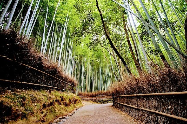 Arashiyama Walking Tour - Bamboo Forest, Monkey Park & Secrets