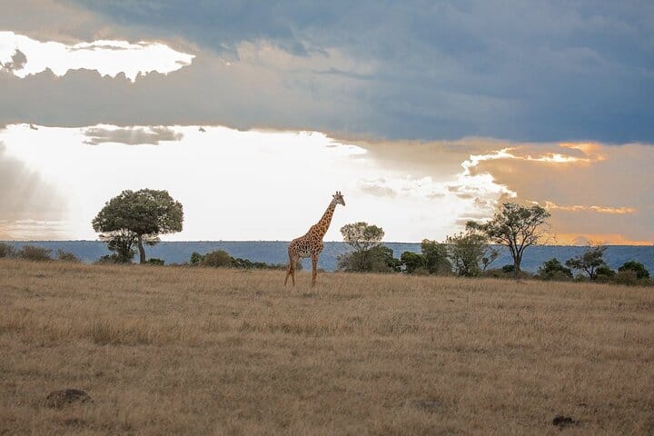 Jozani Forest Tour and Lunch at The Rock Restaurant