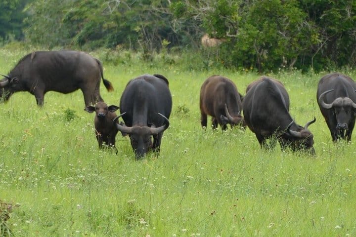 Shimba Hills National Reserve Day Tour with Sheldrick Falls