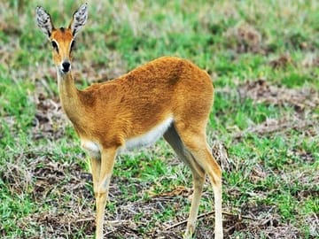 Day Trip Safari – Akagera National Park with Optional Lake Ihema Boat Safari