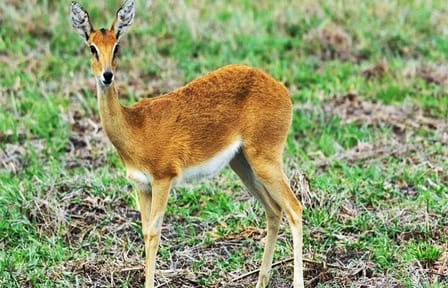 Day Trip Safari – Akagera National Park with Optional Lake Ihema Boat Safari