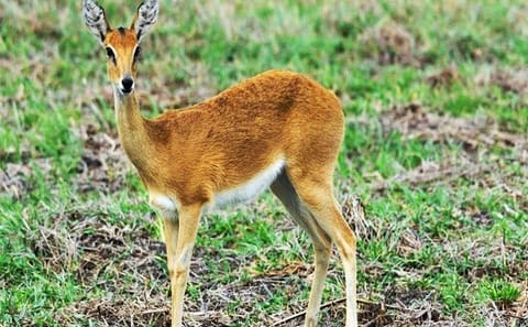 Day Trip Safari – Akagera National Park with Optional Lake Ihema Boat Safari