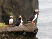 Puffin Watching Yacht Cruise from Downtown Reykjavík – Small Group Experience 4