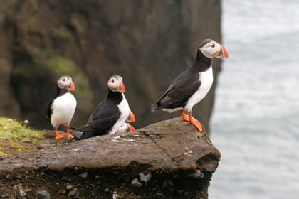 Puffin Watching Yacht Cruise from Downtown Reykjavík – Small Group Experience