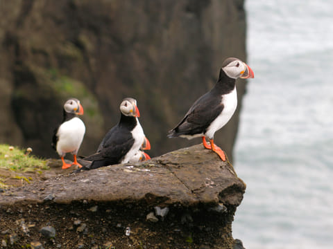 Puffin Watching Yacht Cruise from Downtown Reykjavík – Small Group Experience, photo 4