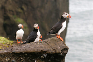 Puffin Watching Yacht Cruise in Reykjavík for Small Groups