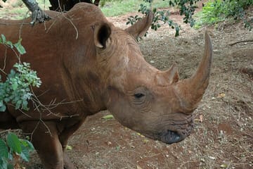 Animal Orphanage with Safari Walk and Bomas of Kenya Guided Tour