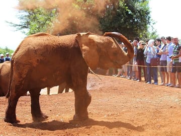 Private Tour of Karen Blixen, Elephant Orphanage & Giraffe Center in Nairobi