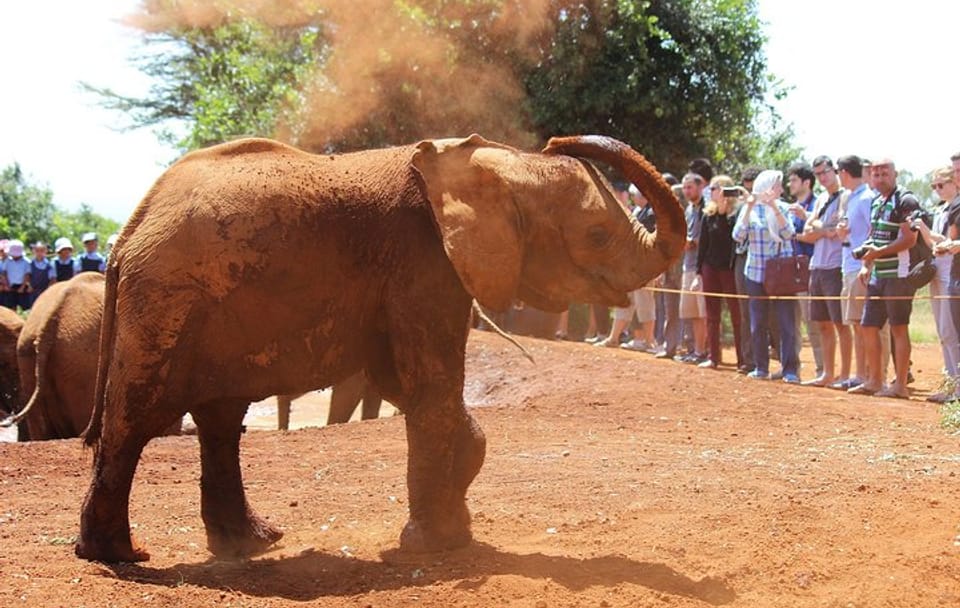 Private Tour of Karen Blixen, Elephant Orphanage & Giraffe Center in Nairobi
